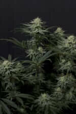 Fast Buds Wedding GG4 Sherbet Fastflowering - 3 autoflowering Samen