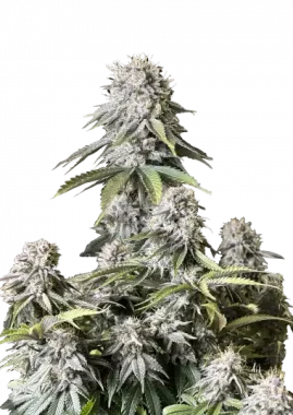 Fast Buds Orange Sherbet Fastflowering - 3 autoflowering...