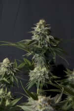 Fast Buds Orange Sherbet FF - 3 feminized seeds