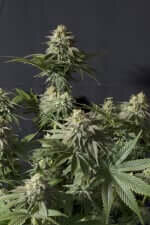 Fast Buds Orange Sherbet Fastflowering - 3 autoflowering Samen