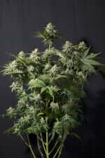 Fast Buds Orange Sherbet Fastflowering - 3 autoflowering Samen