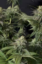 Fast Buds Orange Sherbet Fastflowering - 3 autoflowering Samen