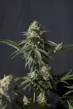 Fast Buds Orange Sherbet Fastflowering - 3 autoflowering Samen