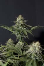 Fast Buds Orange Sherbet Fastflowering - 3 autoflowering Samen