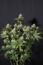 Fast Buds Orange Sherbet Fastflowering - 3 autoflowering Samen