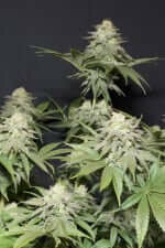 Fast Buds Orange Sherbet FF - 3 feminisierte Samen