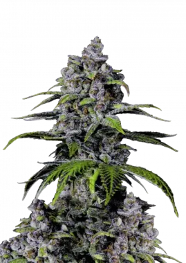 Fast Buds Purple Lemonade FF - 3 feminisierte Samen