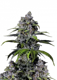 Fast Buds Purple Lemonade FF - 3 feminized seeds