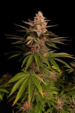 Fast Buds Purple Lemonade FF - 3 feminized seeds