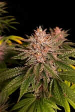 Fast Buds Purple Lemonade Fastflowering - 3 autoflowering Samen