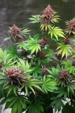 Fast Buds Purple Lemonade Fastflowering - 3 autoflowering Samen