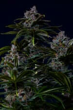 Fast Buds Purple Lemonade Fastflowering - 3 autoflowering Samen