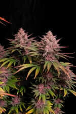 Fast Buds Purple Lemonade Fastflowering - 3 autoflowering Samen