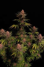 Fast Buds Purple Lemonade FF - 3 feminisierte Samen