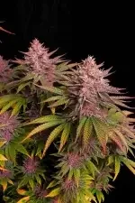 Fast Buds Purple Lemonade FF - 3 feminisierte Samen