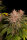 Fast Buds Purple Lemonade Fastflowering - 3 autoflowering Samen