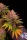 Fast Buds Purple Lemonade Fastflowering - 3 autoflowering Samen