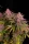 Fast Buds Purple Lemonade Fastflowering - 3 autoflowering Samen