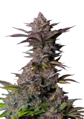 Fast Buds Wedding Tropicana Cookies Fastflowering - 3...