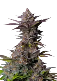 Fast Buds Wedding Tropicana Cookies Fastflowering - 3 autoflowering Samen