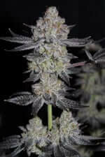 Fast Buds Wedding Tropicana Cookies Fastflowering - 3 autoflowering Samen