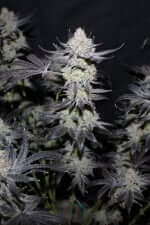 Fast Buds Wedding Tropicana Cookies Fastflowering - 3 autoflowering Samen