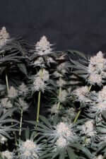 Fast Buds Wedding Tropicana Cookies Fastflowering - 3 autoflowering Samen