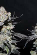 Fast Buds Wedding Tropicana Cookies FF - 3 feminisierte Samen