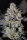 Fast Buds Wedding Tropicana Cookies Fastflowering - 3 autoflowering Samen