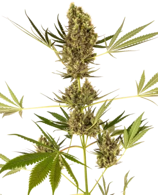 Sensi Seeds Alpine Delight CBD Automatic - 3 automatisierte Samen