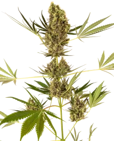 Sensi Seeds Alpine Delight CBD Automatic - 3 automated seeds