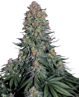 Sensi Seeds Blue Skunk - 3 feminisierte Samen