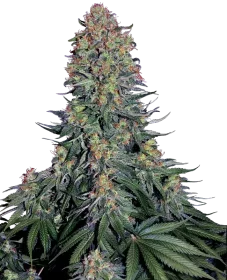 Sensi Seeds Blue Skunk - 3 feminisierte Samen