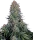 Sensi Seeds Blue Skunk - 3 feminisierte Samen