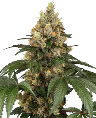 Sensi Seeds Chocolate Rainbow XXL - 3 feminisierte Samen