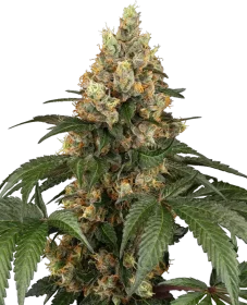 Sensi Seeds Chocolate Rainbow XXL - 3 feminisierte Samen