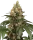 Sensi Seeds Chocolate Rainbow XXL - 3 feminisierte Samen