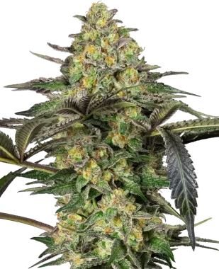 Sensi Seeds Grapevine Candy - 3 feminisierte Samen