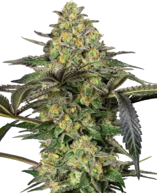 Sensi Seeds Grapevine Candy - 3 feminized seeds