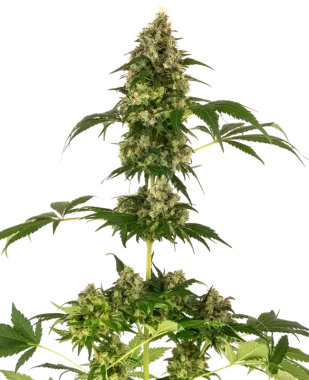 Sensi Seeds Cobalt Haze - 3 feminisierte Samen