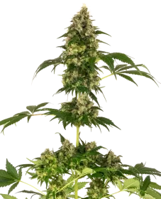 Sensi Seeds Cobalt Haze - 3 feminisierte Samen