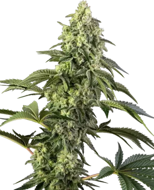 Sensi Seeds Cosmic Kiss - 3 feminisierte Samen