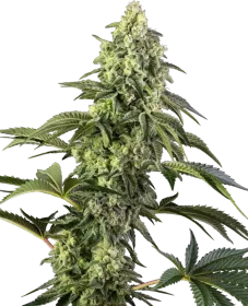 Sensi Seeds Cosmic Kiss - 3 feminisierte Samen