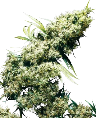 Sensi Seeds Jamaican Pearl - 3 feminisierte Samen