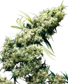 Sensi Seeds Jamaican Pearl - 3 feminisierte Samen