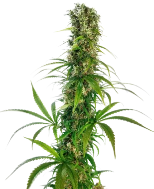 Sensi Seeds Michka® - 3 feminisierte Samen