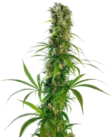 Sensi Seeds Michka® - 3 feminized seeds