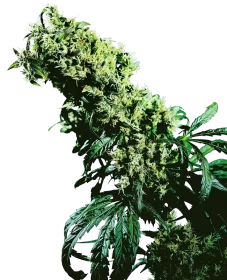 Sensi Seeds Northern Lights #5 x Haze - 3 feminized seeds