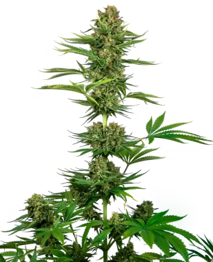 Sensi Seeds Satin Black Domina CBD - 3 feminisierte Samen