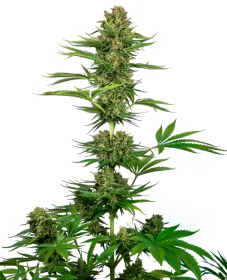 Sensi Seeds Satin Black Domina CBD - 3 feminized seeds